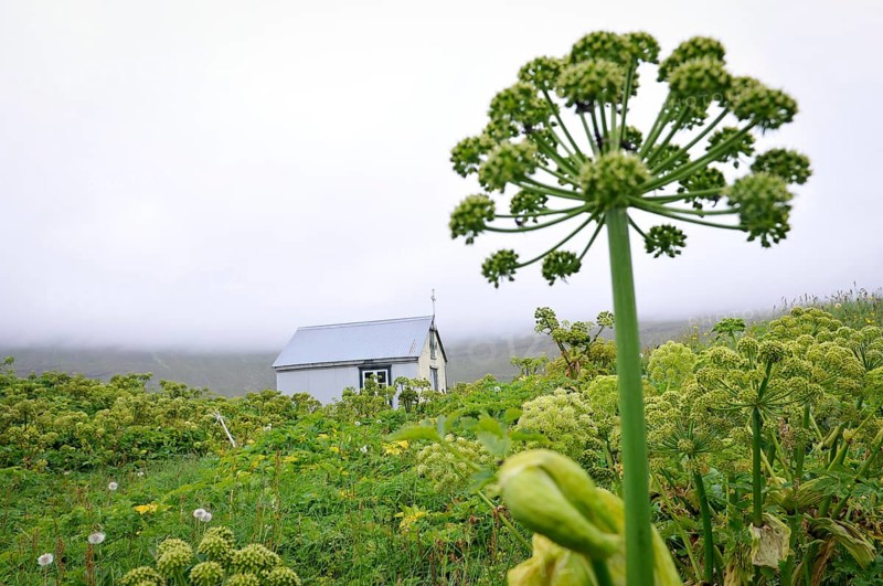 Angelica archangelica, chapel, Furufjörður, Hornstrandir, Iceland, Europe