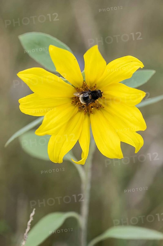 Sunflower (Helianthus annuus) with bumblebee wedge-spotted hoverfly (Eristalis intricaria), Emsland, Lower Saxony, Germany, Europe