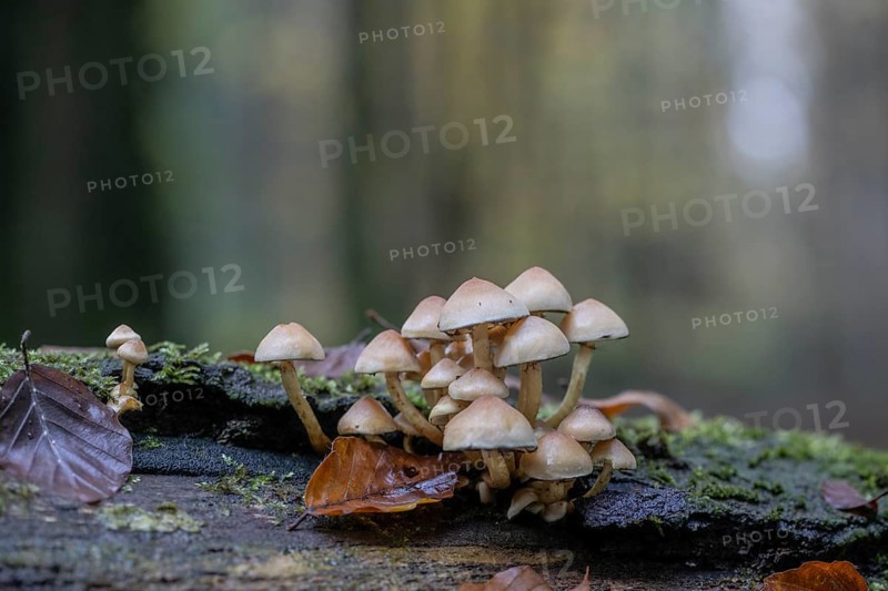 Sulphur tuft (Hypholoma fasciculare), Emsland, Lower Saxony, Germany, Europe