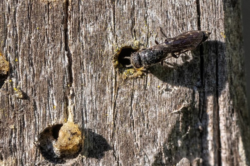 Common furrow wasp (Monosapyna clavicornis), Emsland, Lower Saxony, Germany, Europe