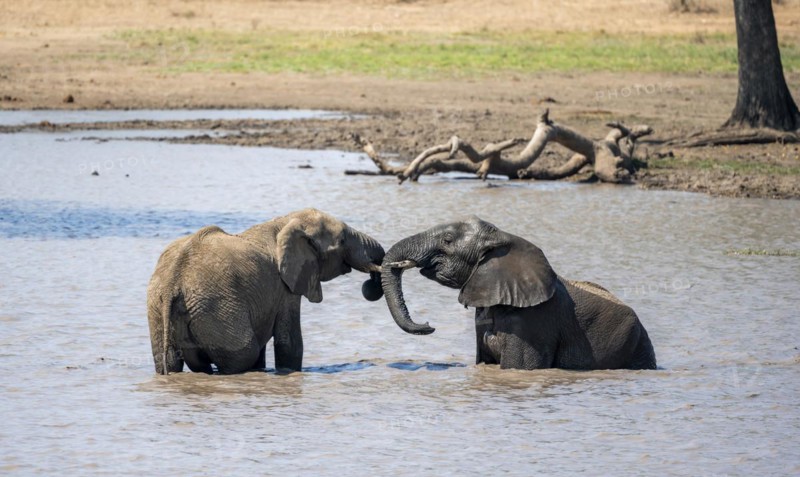 African elephant (Loxodonta africana), two elephants in the water putting their trunks together, Kruger National Park, South Africa, Africa