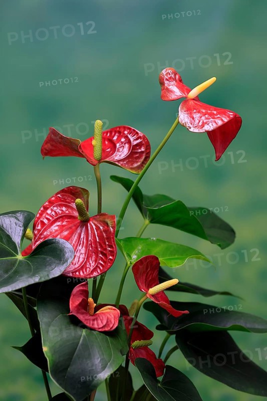Flamingo flower (Anthurium), flowering, houseplant, Ellerstadt, Germany, Europe