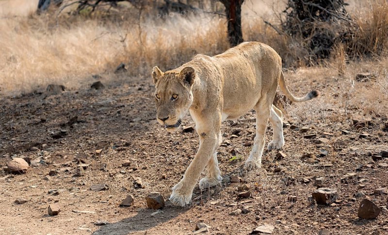 Lion (Panthera leo), adult female, walking through dry grass, African savannah, Kruger National Park, South Africa, Africa