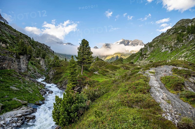 Mountain landscape with alpine roses and mountain stream Zemmbach, mountain peak Kleiner Mörcher in the background, Berliner Höhenweg, Zillertal Alps, Tyrol, Austria, Europe