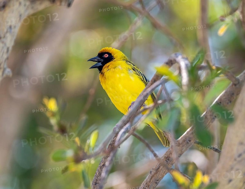 Southern masked weaver (Ploceus velatus) sitting on a branch in a tree and calling, Etosha National Park, Namibia, Africa