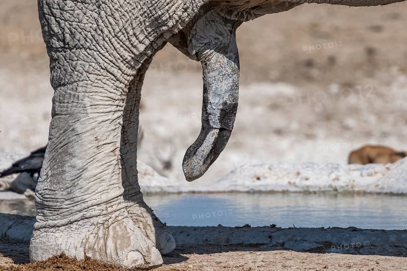 African elephant (Loxodonta africana), detail, penis, at a waterhole, Nebrowni Waterhole, Etosha National Park, Namibia, Africa