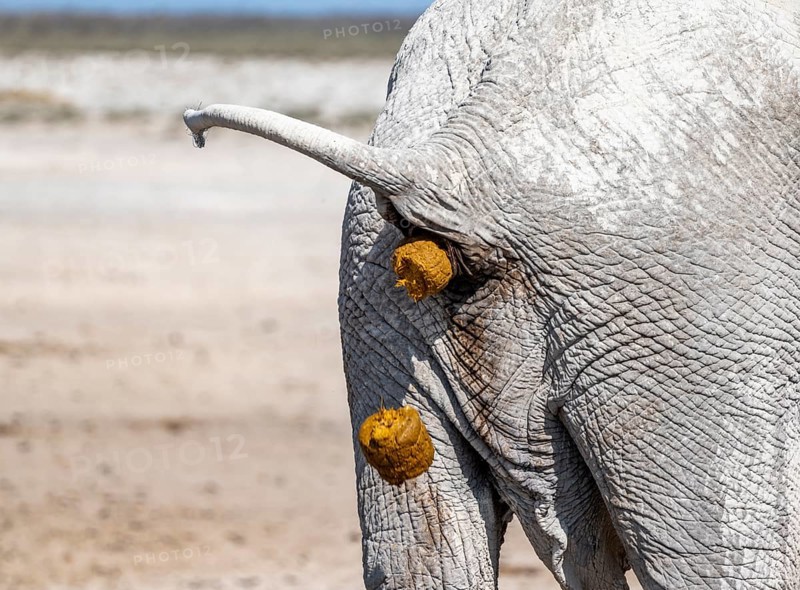 African elephant (Loxodonta africana), detail, hindquarters defecating, Etosha National Park, Namibia, Africa