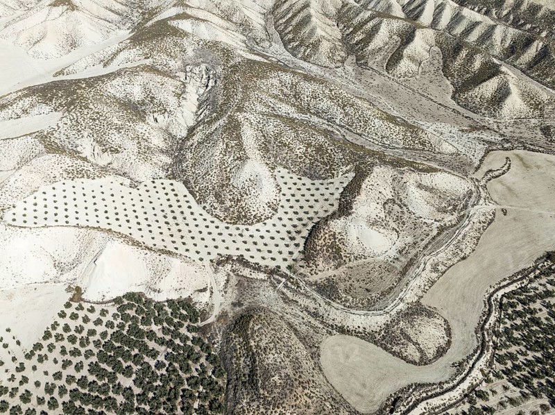 Badlands and cultivated olive trees (Olea europaea) . Aerial view. Drone shot. Granada province, Andalusia, Spain, Europe
