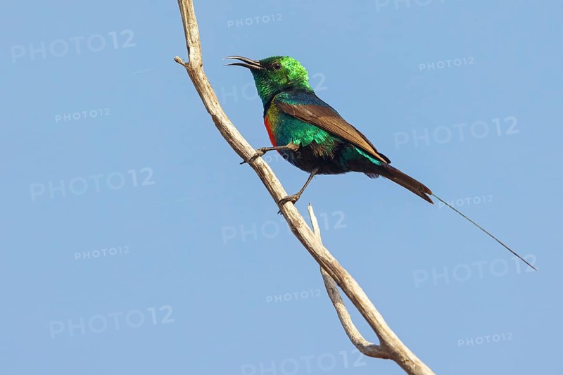 Fairy Sunbird, (Cinnyris pulchellus), family of sunbirds, Farasutu area, Farasutu, South Bank, Gambia, Africa