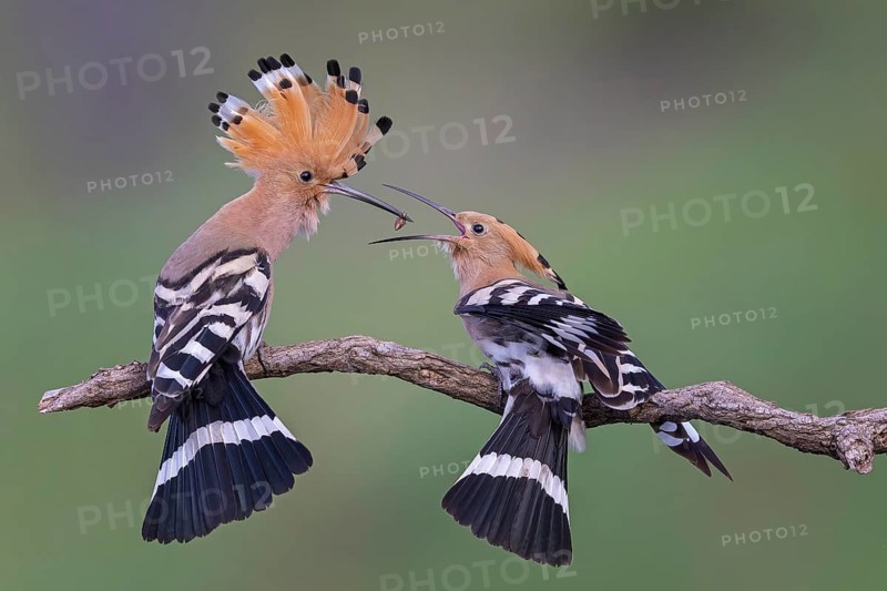 Hoopoe (Upupa epops) Bird of the Year 2022, courtship, mating, pair, male, female, interaction, erect crest, with ant lion as bridal gift, sunrise, Middle Elbe Biosphere Reserve, Saxony-Anhalt, Germany, Europe
