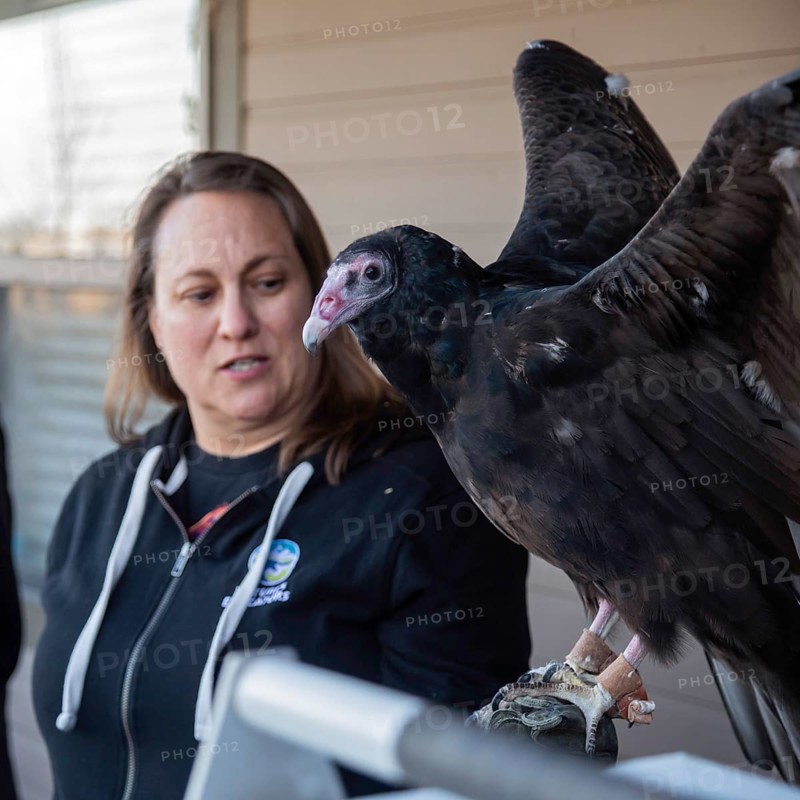 Lakewood, Colorado, A handler displayed a turkey vulture (Cathartes aura) at the pre-Halloween Haunted Trail event at Bear Creek Lake Park