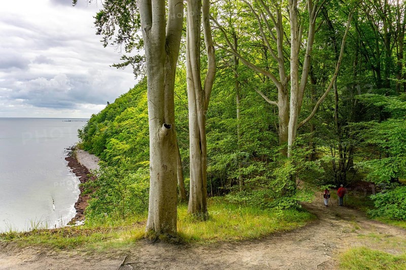 The Hochuferwanderweg from Baabe via Sellin to Binz, through dense beech forest, along the cliffs, with many views of the Baltic Sea, here the section shortly after Sellin on the way to Binz, Mecklenburg-Vorpommern, Germany, Europe