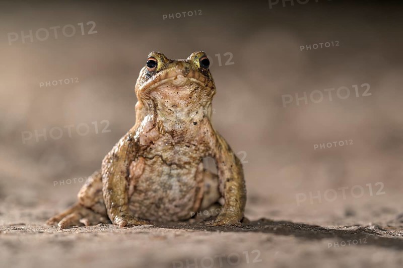 Common toad (Bufo bufo), single male, on the way to spawning waters, evening, toad migration, Bottrop, Ruhr area, North Rhine-Westphalia, Germany, Europe