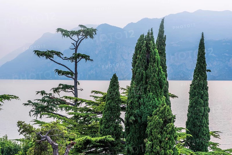 Cypress (Cupressus), Pine (Pinus pinea), Lake Garda, Plant, Tree, Botany, Flora, Italy, Europe