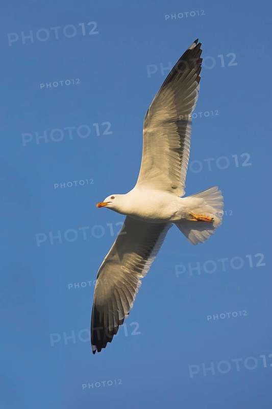Herring gull, (Larus fuscus), aerial photograph, Heligoland, Schleswig-Holstein, Federal Republic of Germany