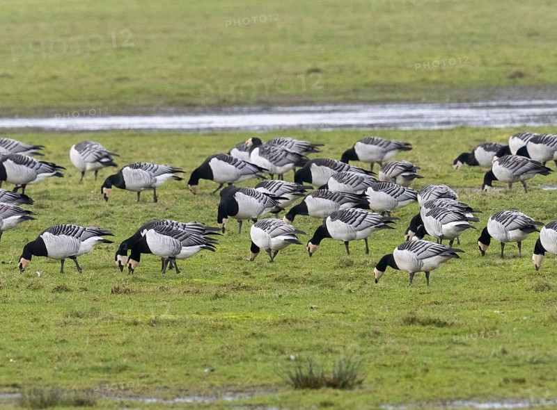 Barnacle goose (Branta leucopsis), a flock grazing on a meadow, island of Texel, Holland