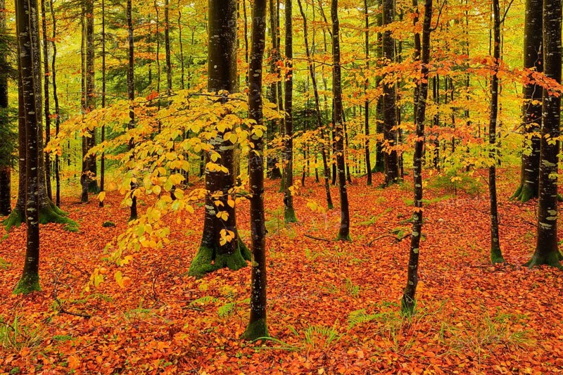 Wet beech forest in autumn on the Weissenstein, Swiss Jura in the canton of Solothurn, Switzerland, Europe