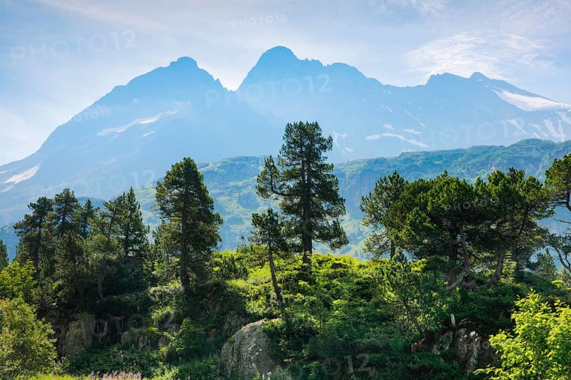 Gnarled old Swiss stone pines in front of Chli Sustenhorn and Sustenhorn against the light, Susten Pass in the canton of Bern, Switzerland, Europe