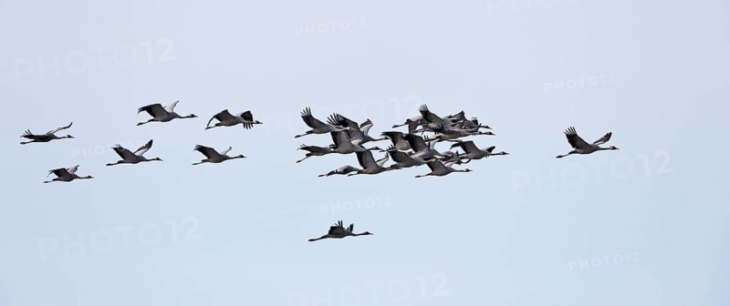 Four cranes flying in the clear blue sky, crane (Grus grus), flying flock in the migration season, Naturpark Flusslandschaft Peenetal, Mecklenburg-Vorpommern, Germany, Europe