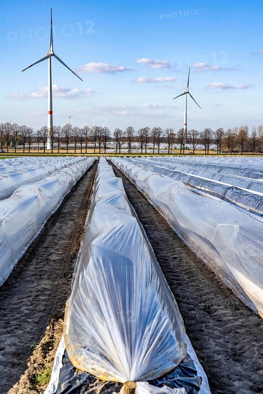 Asparagus fields, asparagus stems under foil, for faster growth, in the background foil greenhouses for strawberries, wind turbines, near Kirchhellen, district of Bottrop, North Rhine-Westphalia, Germany, Europe