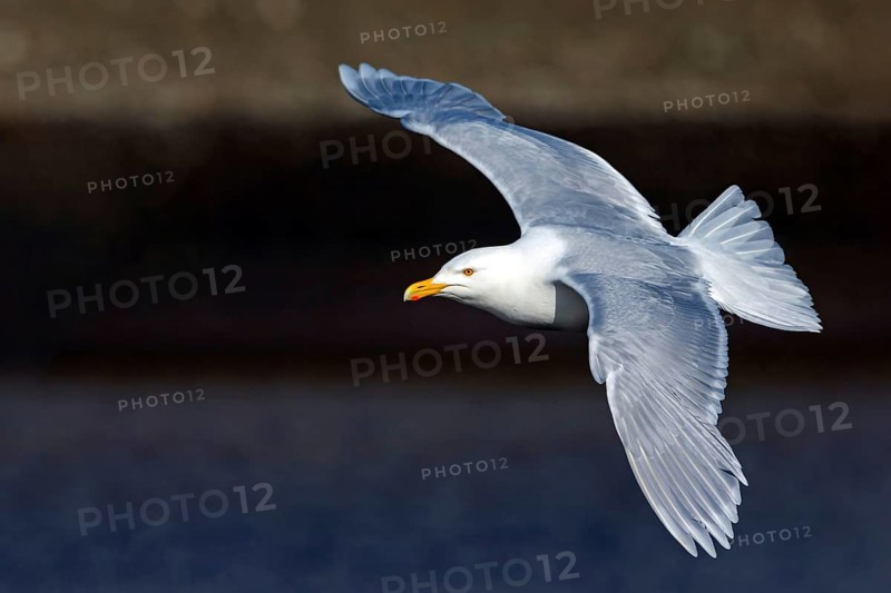 Glaucous gull (Larus hyperboreus), Norway, Spitsbergen, aerial photograph, Longyearbyen, Svalbard / Spitsbergen, Norway, Europe