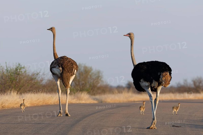 South African ostriches (Struthio camelus australis), two adults, male and female, with several chicks, walking on the asphalt road, morning light, Kruger National Park, South Africa, Africa