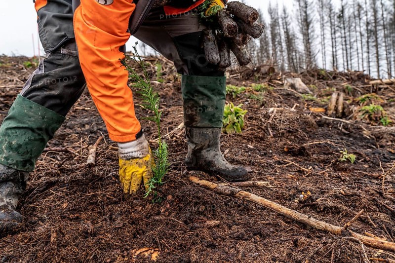 Reforestation in the Arnsberg Forest near Warstein-Sichtigvor, Soest district, forestry workers planting young trees, mixed forest, young plants of the giant arborvitae, Thuja plicata, on the site of a spruce forest that had died and been felled due to heavy bark beetle infestation, North Rhine-Westphalia, Germany, Europe