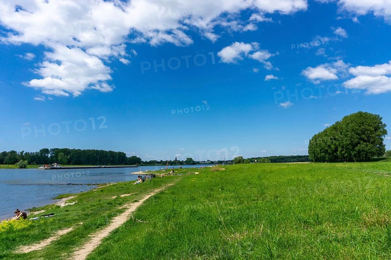 Urdenbachen Kämpe nature reserve, Lower Rhine cultural landscape with pollarded willows, fruit trees and wet meadows, between the Rhine and an old Rhine arm, Düsseldorf, North Rhine-Westphalia, Germany, Europe