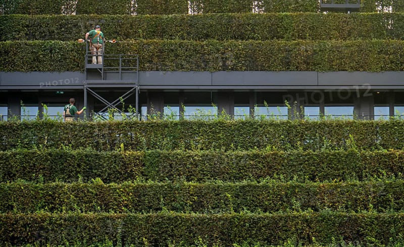 Green façade, made of over 30, 000 hornbeams forming a hedge a good 8 kilometres long, on the roof and façade of the Kö-Bogen-2 building, technician, gardener working on the façade, largest green façade in Europe, Düsseldorf North Rhine-Westphalia, Germany, Europe