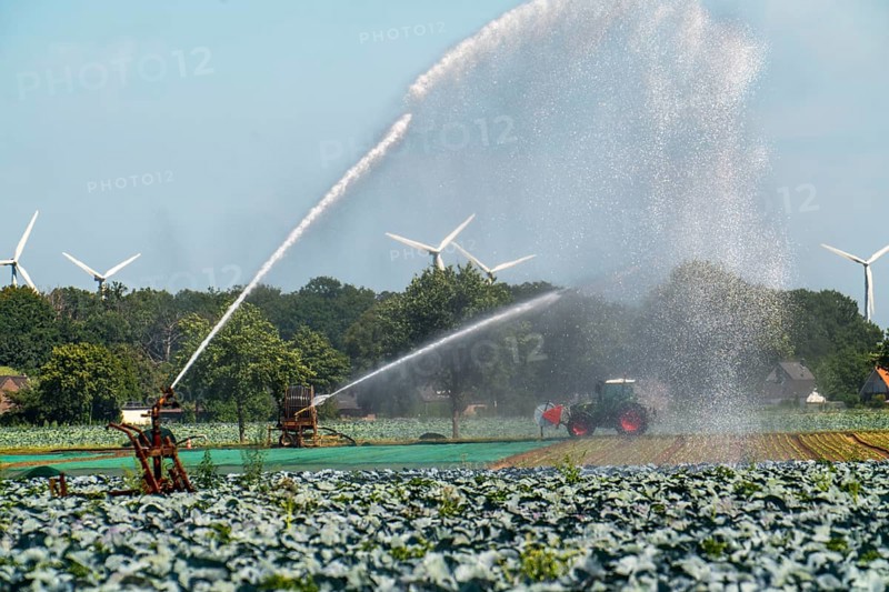A field is artificially irrigated, water is sprayed onto the field via a sprinkler system, vegetable cultivation, red cabbage, North Rhine-Westphalia, Germany, Europe