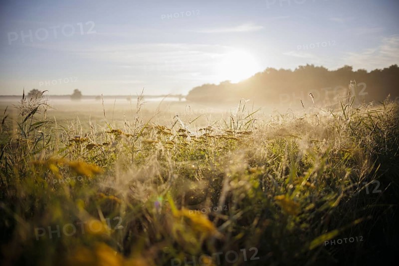 The sun rises over a field near Born am Darß. Born, 31.07.2024