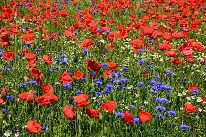 Europe, Germany, Mecklenburg-Western Pomerania, Poppy field and cornflowers near Göhren-Lebbin, Göhren-Lebbin, Mecklenburg-Western Pomerania, Germany, Europe