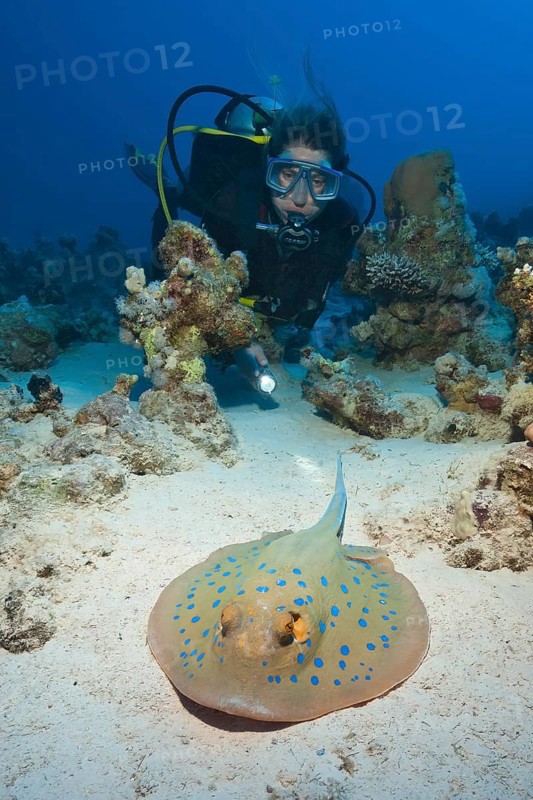 Diver looking at illuminated large specimen of blue spotted stingray (Taeniura lymma) Blue spotted stingray lying with venomous sting on tail on sandy seabed seabed in sand, Red Sea, Hurghada, Egypt, Africa