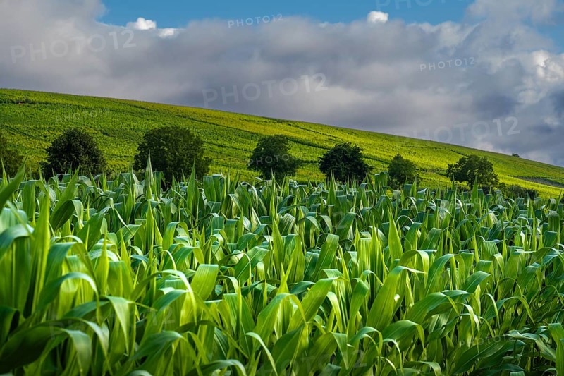 Landscape, Nature, Agriculture, Cornfield, Markgräfler Land, Baden-Württemberg, Germany, Europe