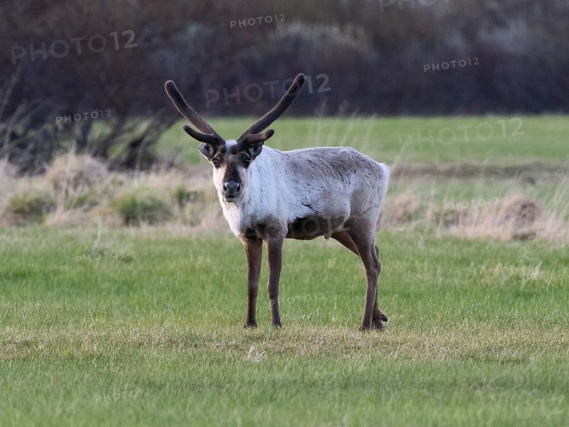 Reindeer (Rangifer tarandus), male alert, standing on a mown meadow, chewing grass, with velvet on developing horns, May, Varanger Fjord