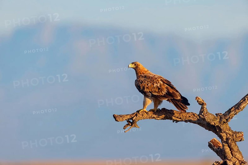 Spanish imperial eagle (Aquila adalberti), El Millaron Imperial Eagle Hid, Salorino, Extremadura Caceres, Spain, Europe