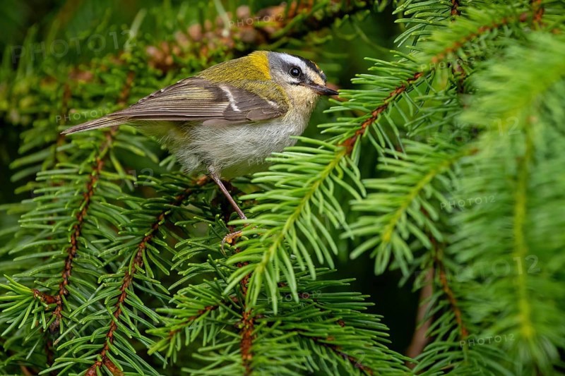 Goldcrest, Regulus ignicapillus, Luce, Mountain area, Luce, Styria, Slovenia, Europe