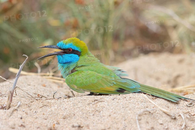 Green bee-eater (Merops orientalis), Mirbat, Salalah, Dhofar, Oman, Asia