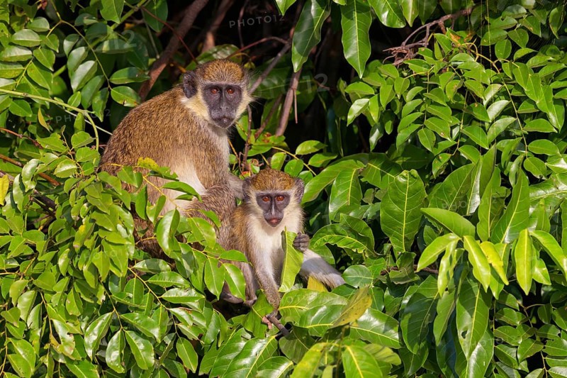 Green monkey (Chlorocebus sabaeus), guenon family, Janjabureh boat trip, Janjabureh, South Bank, Gambia, Africa