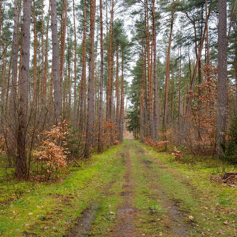 Path through the fir forest, Waren, Müritz, Müritz National Park, Mecklenburg Lake District, Mecklenburg, Mecklenburg-Vorpommern, Germany, Europe