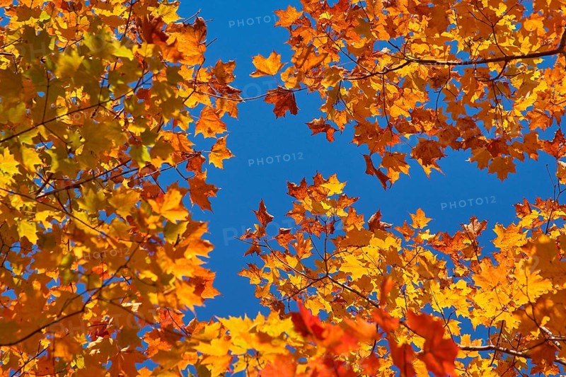 Autumn leaves (Acer), in warm yellow and orange tones against a clear blue sky, autumn, Ontario, Canada, North America