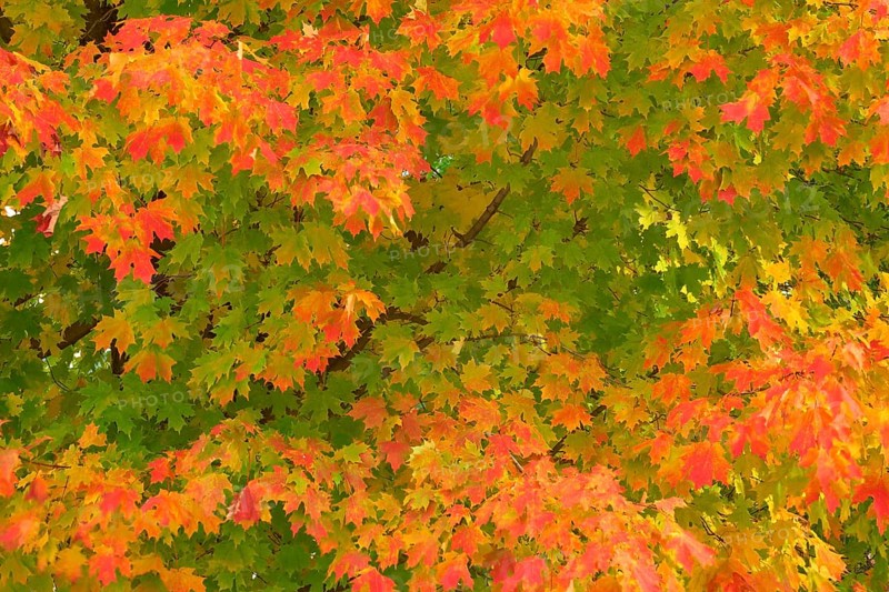 Maple (Acer), with many yellow and reddish leaves, in autumn, New Hampshire, New England, USA, North America