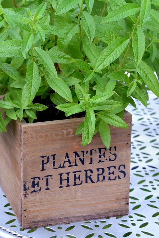 Lemon verbena, plant in pot, Aloysia citrodora