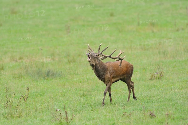 A Red deer (Cervus elaphus) male roaring at the edge of the woods, captive