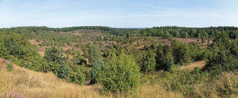 Panoramic photo, photomerge, juniper (Juniperus communis), Totengrund near Wilsede, Bispingen, Lüneburg Heath, Lower Saxony, Germany, Europe