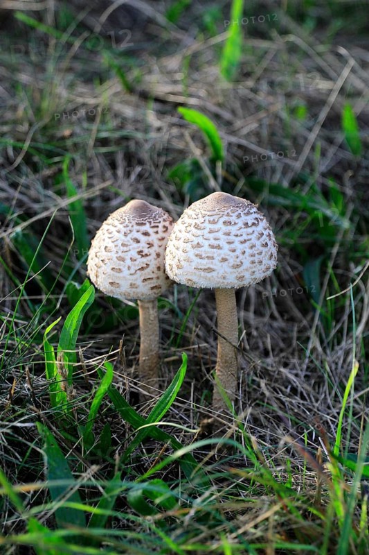 Parasol mushroom, September, Usedom, Mecklenburg-Western Pomerania, Germany, Europe
