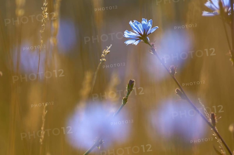Common chicory (Cichorium intybus), in summer, Spessart, Bavaria, Germany, Europe