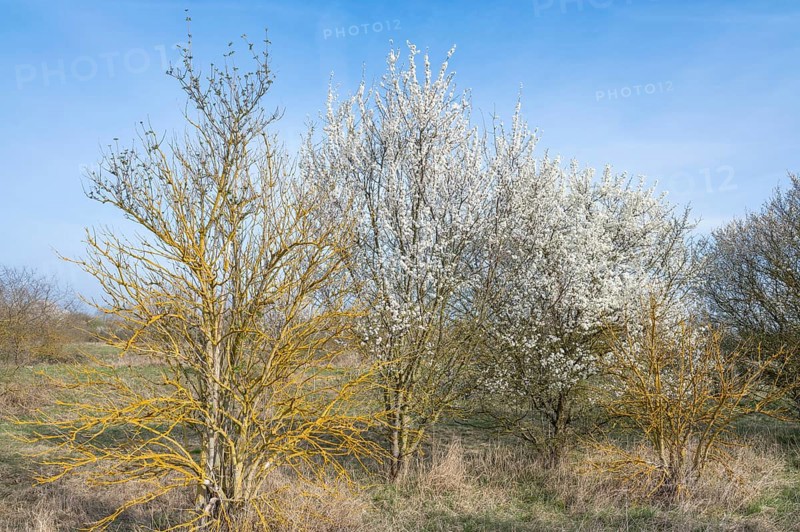 Blackthorn (Prunus spinosa) white flowering and elderberry (Sambucus) overgrown with common orange lichen (Xanthoria parietina), Thuringia, Germany, Europe