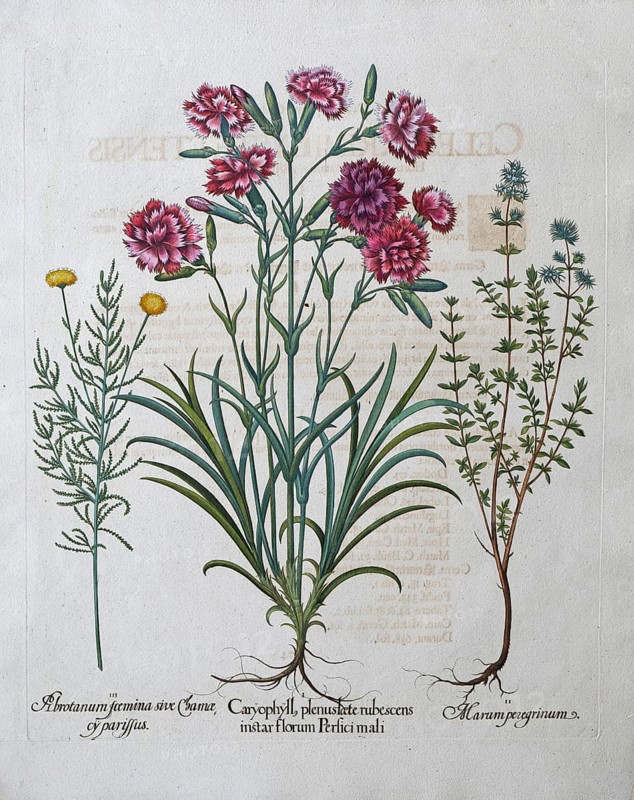 Saint's weed or cypress herb (Santorini Chamaecyparissus), garden carnation (Dianthus Caryophyllus), resinous thyme (Thymus mastichina), hand-coloured copperplate engraving by Basilius Besler, from Hortus Eystettensis, 1613