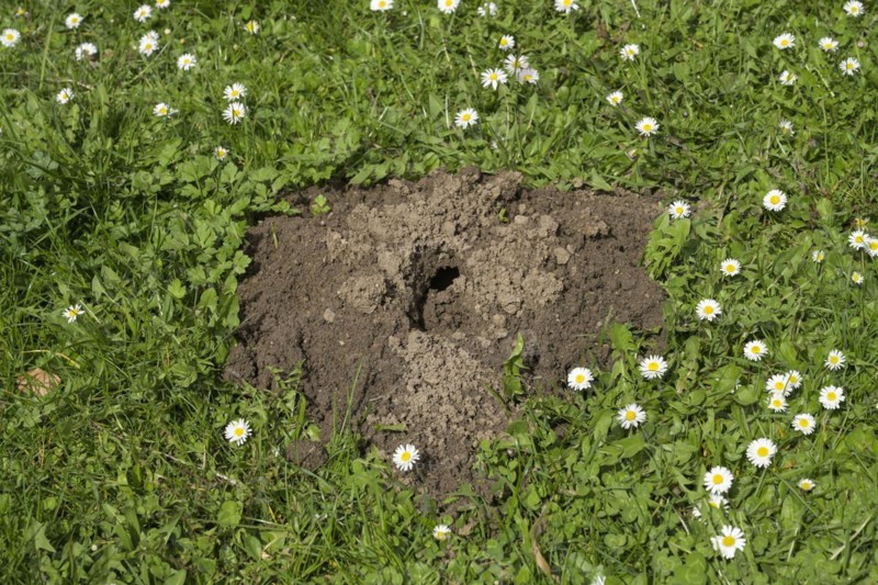 Molehills, meadow, Wiesbaden, Hesse, Germany, Europe